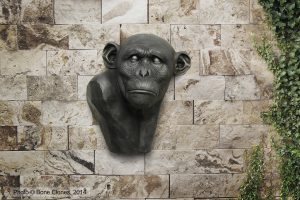 Chimpansee Buste