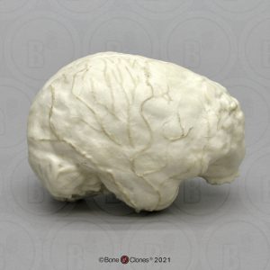 Chimpansee Endocast