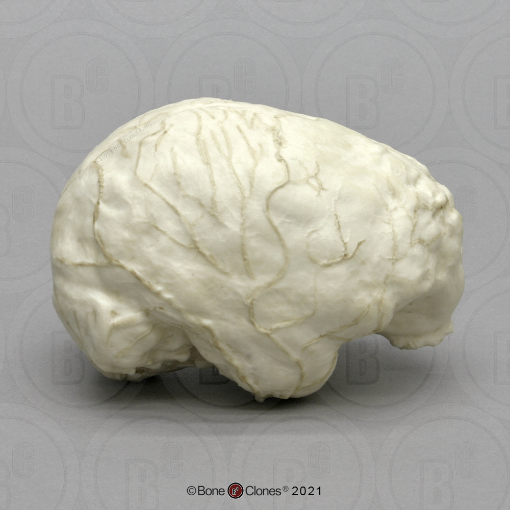 Chimpansee Endocast