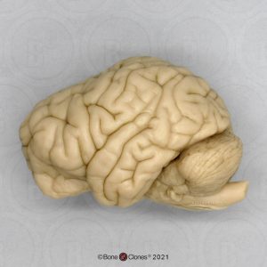 Chimpansee Hersenmodel