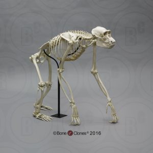 Chimpansee Skelet