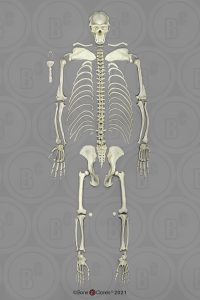 Chimpansee Skelet