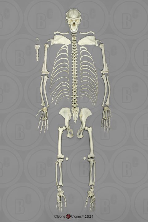 Chimpansee Skelet