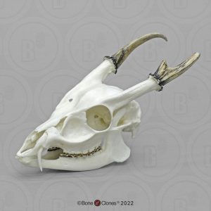 Chinese Muntjak Schedelmodel