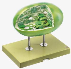 Chloroplast Model
