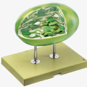 Chloroplast Model