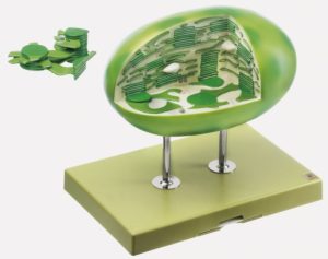 Chloroplast Model