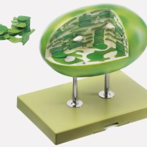 Chloroplast Model