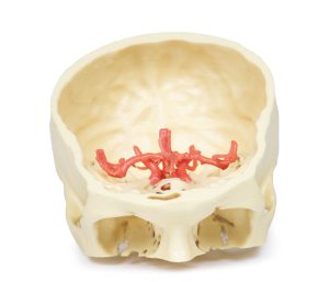 Cirkel van Willis, 3D Print