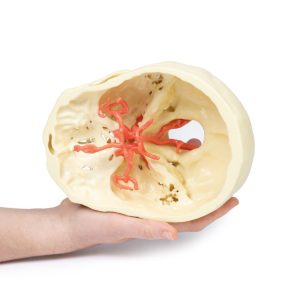 Cirkel van Willis, 3D Print