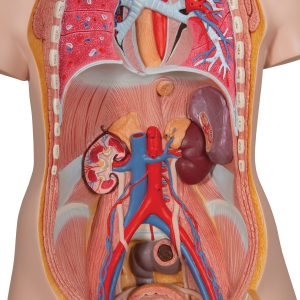 Classic torso met opengewerkte rug, 18-delig