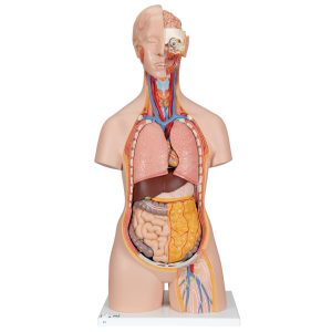 Classic torso met opengewerkte rug, 18-delig