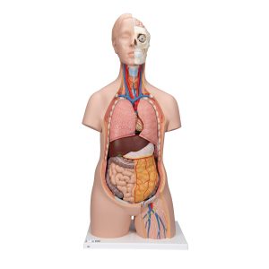 Classic unisex torso, 12-delig rompmodel