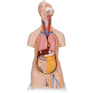 Classic unisex torso, 14-delig rompmodel