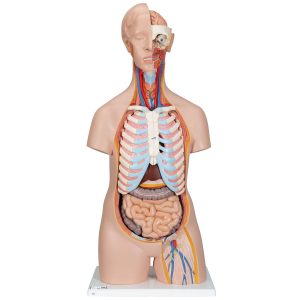Classic unisex torso, 16-delig rompmodel