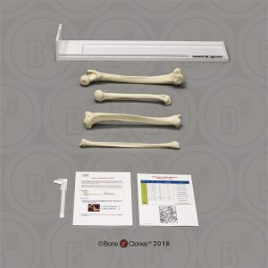 Collectie Forensische Antropologie