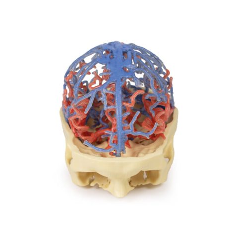 Craniale arteriële & veneuze circulatie, 3Dprint
