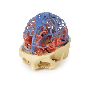 Craniale arteriële & veneuze circulatie, 3Dprint