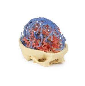 Craniale arteriële & veneuze circulatie, 3Dprint