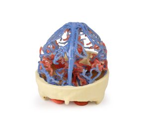 Craniale arteriële & veneuze circulatie, 3Dprint