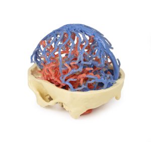 Craniale arteriële & veneuze circulatie, 3Dprint