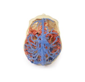 Craniale arteriële & veneuze circulatie, 3Dprint