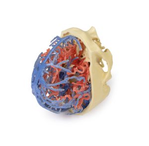 Craniale arteriële & veneuze circulatie, 3Dprint