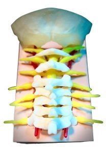 Craniocervicale Overgang Trainingsmodel