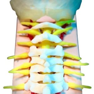 Craniocervicale Overgang Trainingsmodel