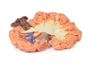 Darm - deel van het ilium, 3D Print