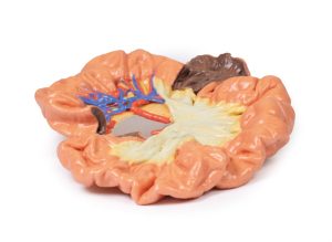 Darm - deel van het ilium, 3D Print