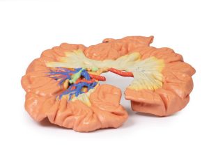 Darm - deel van het ilium, 3D Print