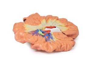 Darm - deel van het ilium, 3D Print