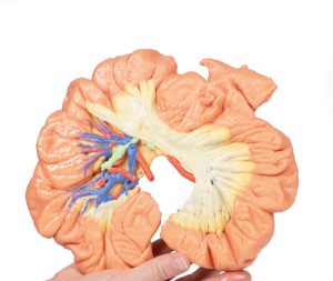 Darm - deel van het ilium, 3D Print