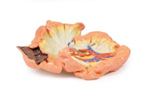 Darm - deel van het jejenum, 3D Print