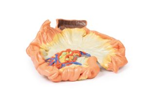 Darm - deel van het jejenum, 3D Print