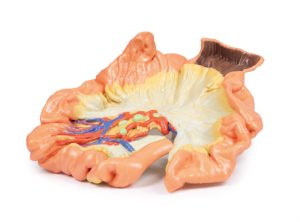 Darm - deel van het jejenum, 3D Print