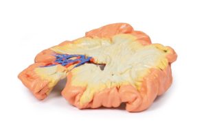 Darm - deel van het jejenum, 3D Print