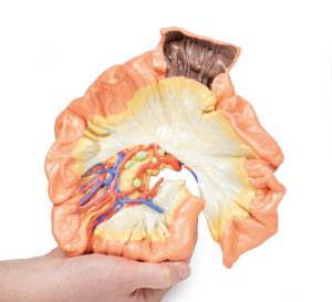 Darm - deel van het jejenum, 3D Print