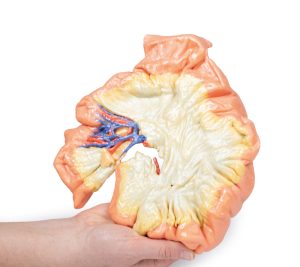 Darm - deel van het jejenum, 3D Print