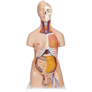 Deluxe man/vrouw torso, 20 delig rompmodel