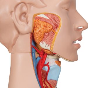 Deluxe man/vrouw torso met open gewerkte rug