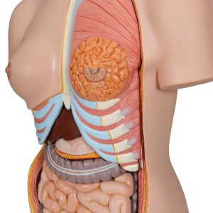 Deluxe man/vrouw torso met open gewerkte rug