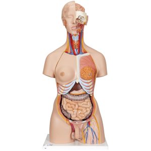 Deluxe man/vrouw torso met open gewerkte rug