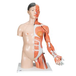 Anatomisch Model Torso met Armspieren, 33-delig