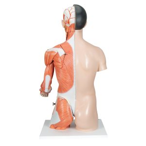 Anatomisch Model Torso met Armspieren, 33-delig