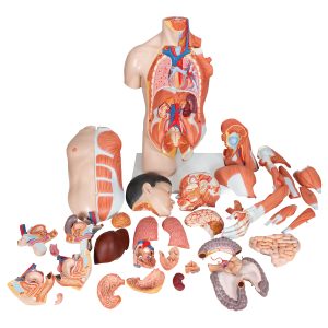 Anatomisch Model Torso met Armspieren, 33-delig