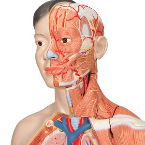 Anatomisch Model Torso met Armspieren, 33-delig