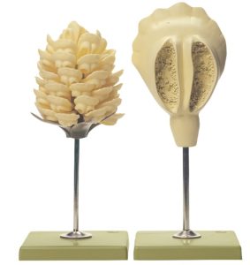 Dennenappel Model, mannelijk