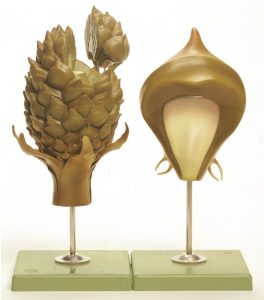 Dennenappel Model, vrouwelijk
